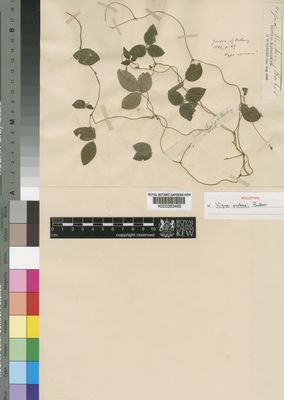 Kew Gardens K000263469:  Parker, G.W. [s.n.] Madagascar