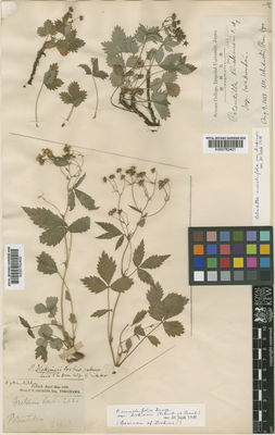 Kew Gardens K000762402:  Dickins, F.V. [2021] Japan