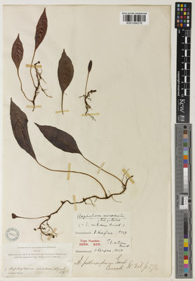 Kew Gardens K001094276:  s.coll. [7] Hawaii