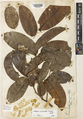 Kew Gardens K000898002:  Beccari, O. [s.n.] Indonesia