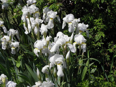 Iris × germanica L. | Plants of the World Online | Kew Science