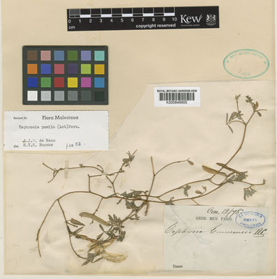 Kew Gardens K000848905:  s.coll. [s.n.] Indonesia