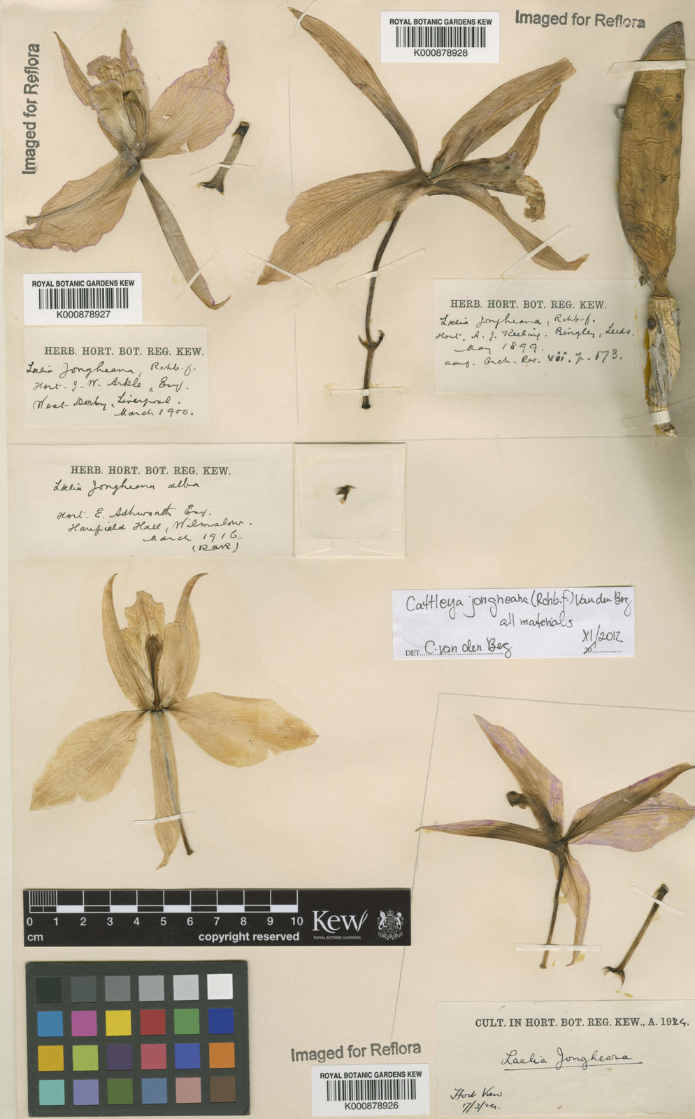 File:Cattleya jongheana 'Cotia' BM JOGA (Rchb.f.) Van den Berg,  Neodiversity 3 8 (2008) (49761098227).jpg - Wikimedia Commons