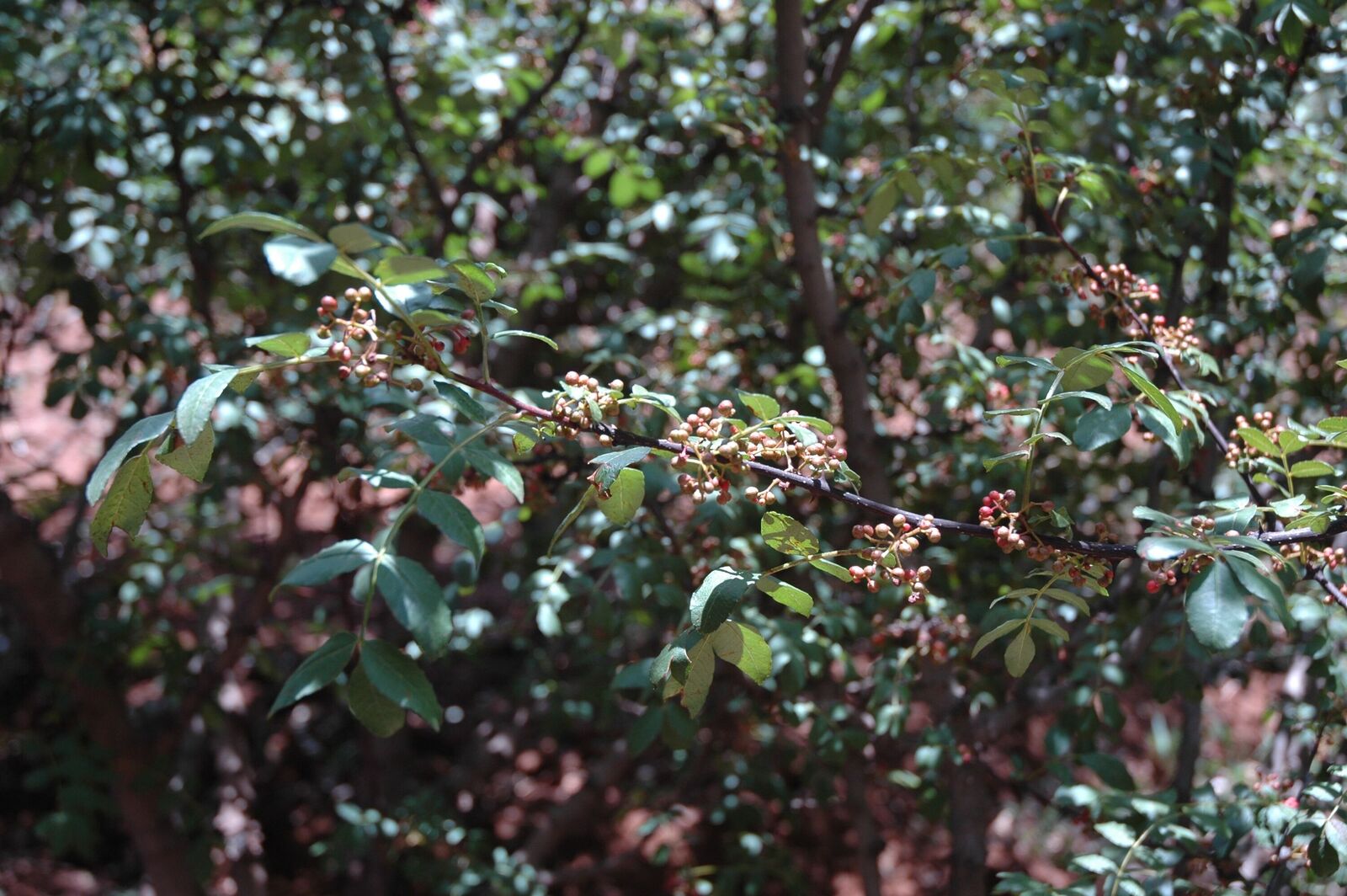 Zanthoxylum bungeanum var. bungeanum | Plants of the World Online | Kew ...