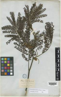 Kew Gardens K000759571:  Bauer, F. [s.n.] Australia