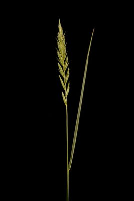 Elymus repens (L.) Gould | Plants of the World Online | Kew Science
