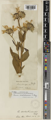 Kew Gardens K001092173:  illegible [s.n.] Russia