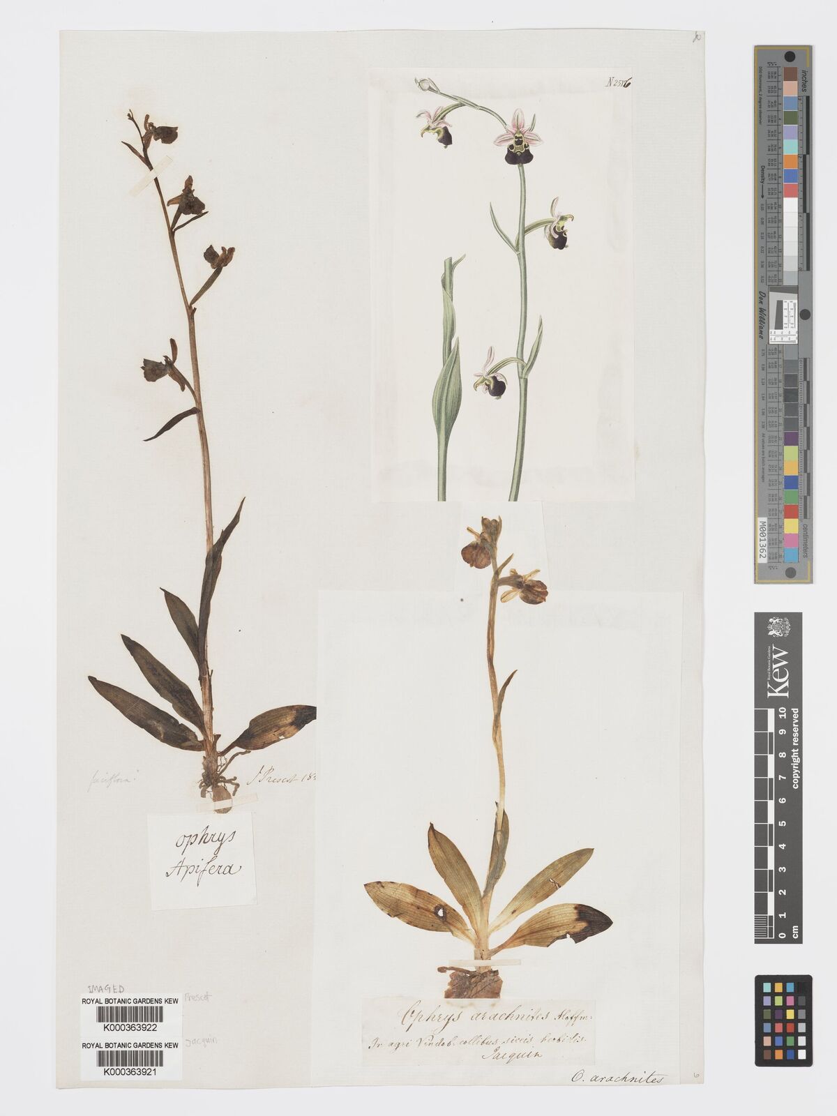 Kew Gardens K000363921:  Jacquin [s.n.] Germany