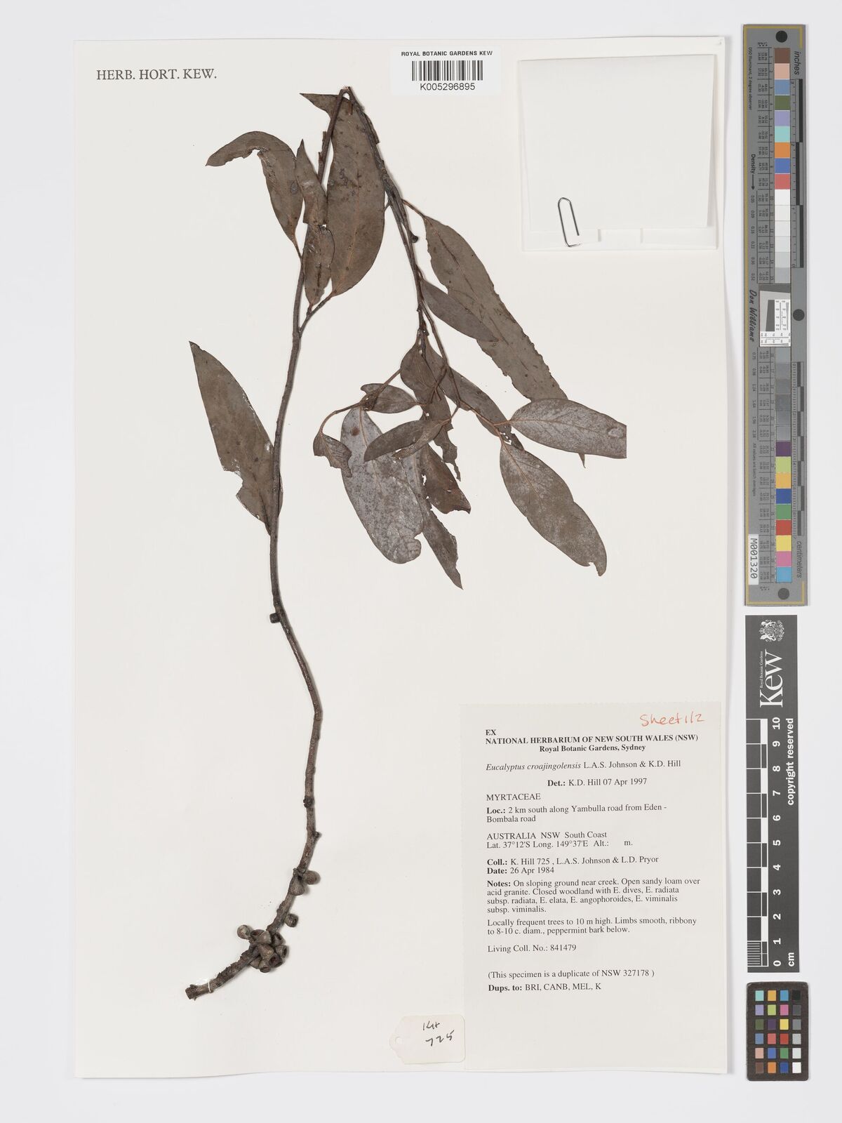 Eucalyptus croajingolensis