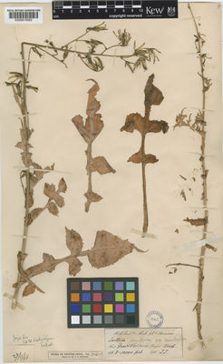 Kew Gardens K000815093:  Thomson, T. [s.n.] India