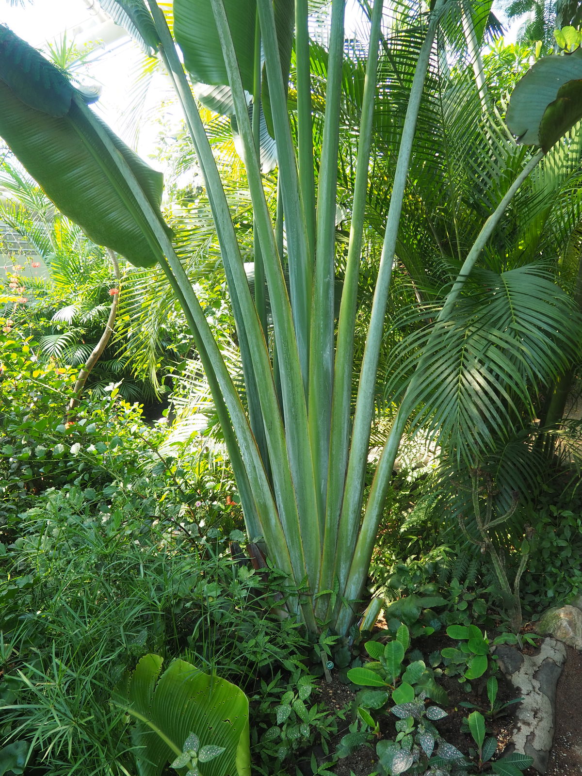 Ravenala madagascariensis Sonn., Plants of the World Online