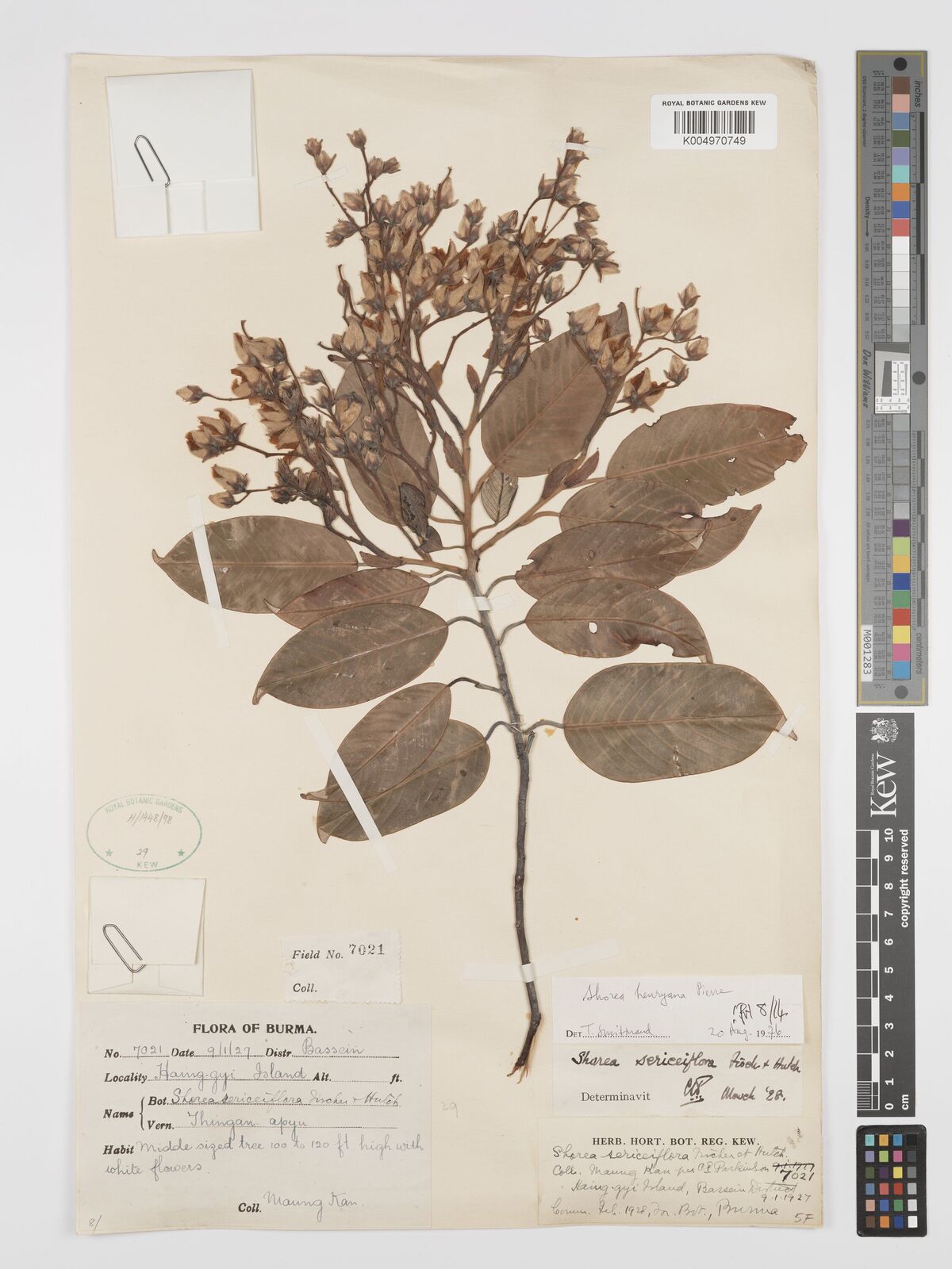 Anthoshorea henryana (Pierre) P.S.Ashton & J.Heck. | Plants of the ...