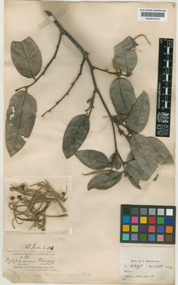 Kew Gardens K000574704:  Maingay, A.C. [3387] Malaysia