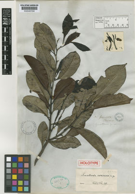 Kew Gardens K000487292:  Purdie [s.n.] Colombia