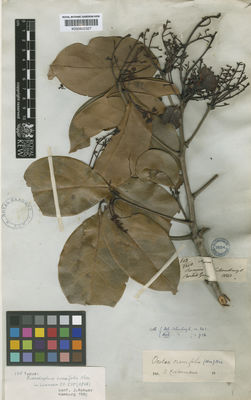 Kew Gardens K000602327:  Schomburgk, R.H. [603 / 934] Guyana