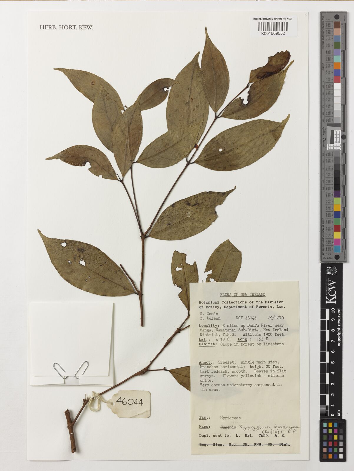 Syzygium brevicymum (Diels) Merr. & L.M.Perry | Plants of the World ...