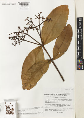 Kew Gardens K000170477:  Amorim, A.; et al. [399] Brazil