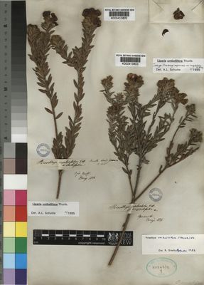 Kew Gardens K000413802:  Drege [s.n.] South Africa