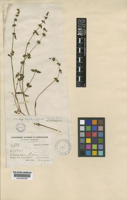 Kew Gardens K000485366:  Schlim, L. [558] Colombia