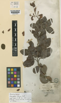 Kew Gardens K000478309:  Sinclair [s.n.] Honduras