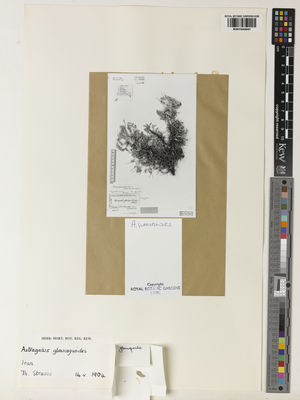 Kew Gardens K001044041:  Strauss, T. [s.n.] Iran