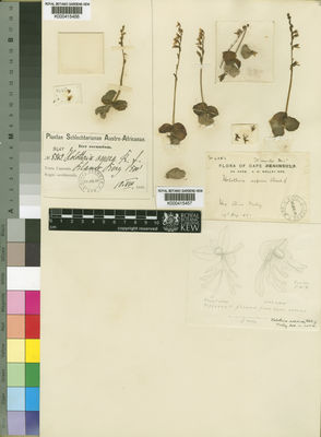 Kew Gardens K000415457:  Wolley-Dod, A.H. [4054] South Africa