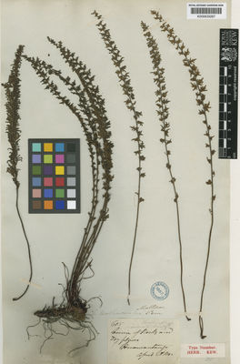 Kew Gardens K000633287:  Mathews [605] Peru