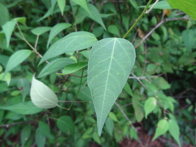 Croton roxanae Croizat | Plants of the World Online | Kew Science