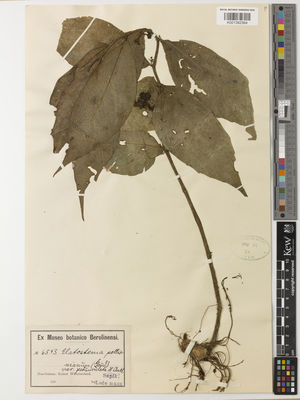 Kew Gardens K001392364:  Ledermann [6543] Papua New Guinea