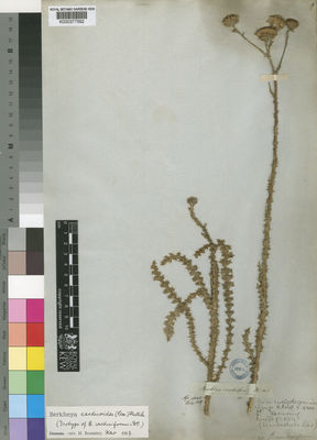 Kew Gardens K000377592:  Drege [s.n.] South Africa