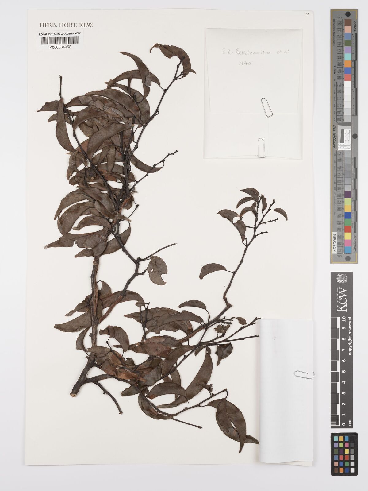 Mediusella Cavaco Hutch Plants Of The World Online Kew Science Mediusella Cavaco Hutch Plants Of The World Online Kew Science