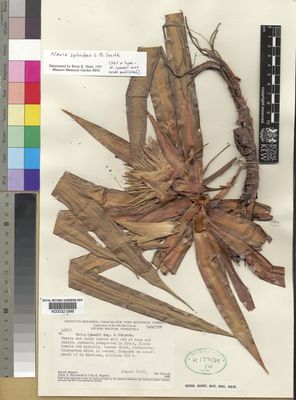 Kew Gardens K000321696:  Maguire, B.; Steyermark, J.A.; Maguire, C.K. [46917] Venezuela