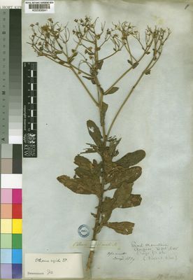 Kew Gardens K000306941:  Drege [s.n.] South Africa