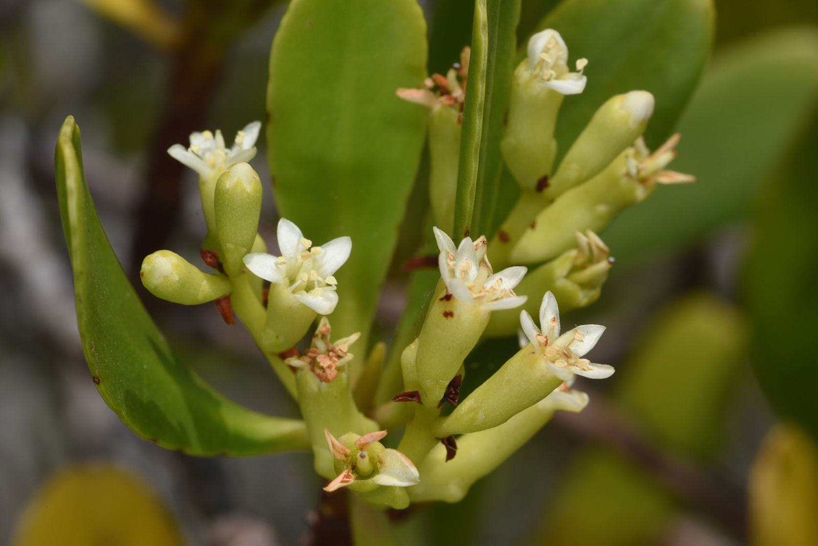 Lumnitzera racemosa Willd. | Plants of the World Online | Kew Science