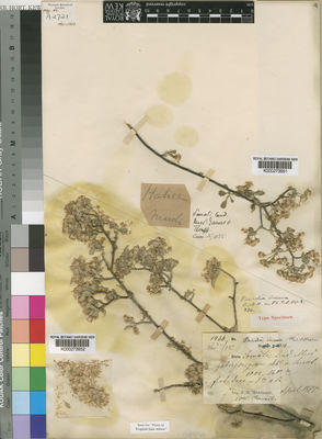 Kew Gardens K000273952:  Hildebrandt, J.M. [1436] Somalia