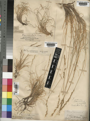 Kew Gardens K000345312:  Cosson [s.n.] Morocco