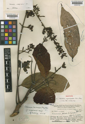 Kew Gardens K000657222:  s.coll. [s.n.] Papua New Guinea