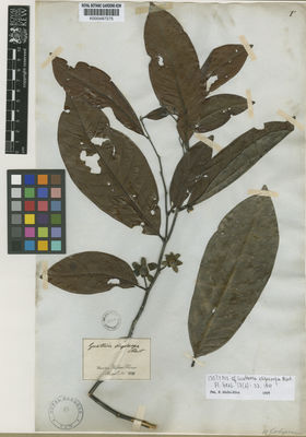 Kew Gardens K000487275:  s.coll. [714] Brazil