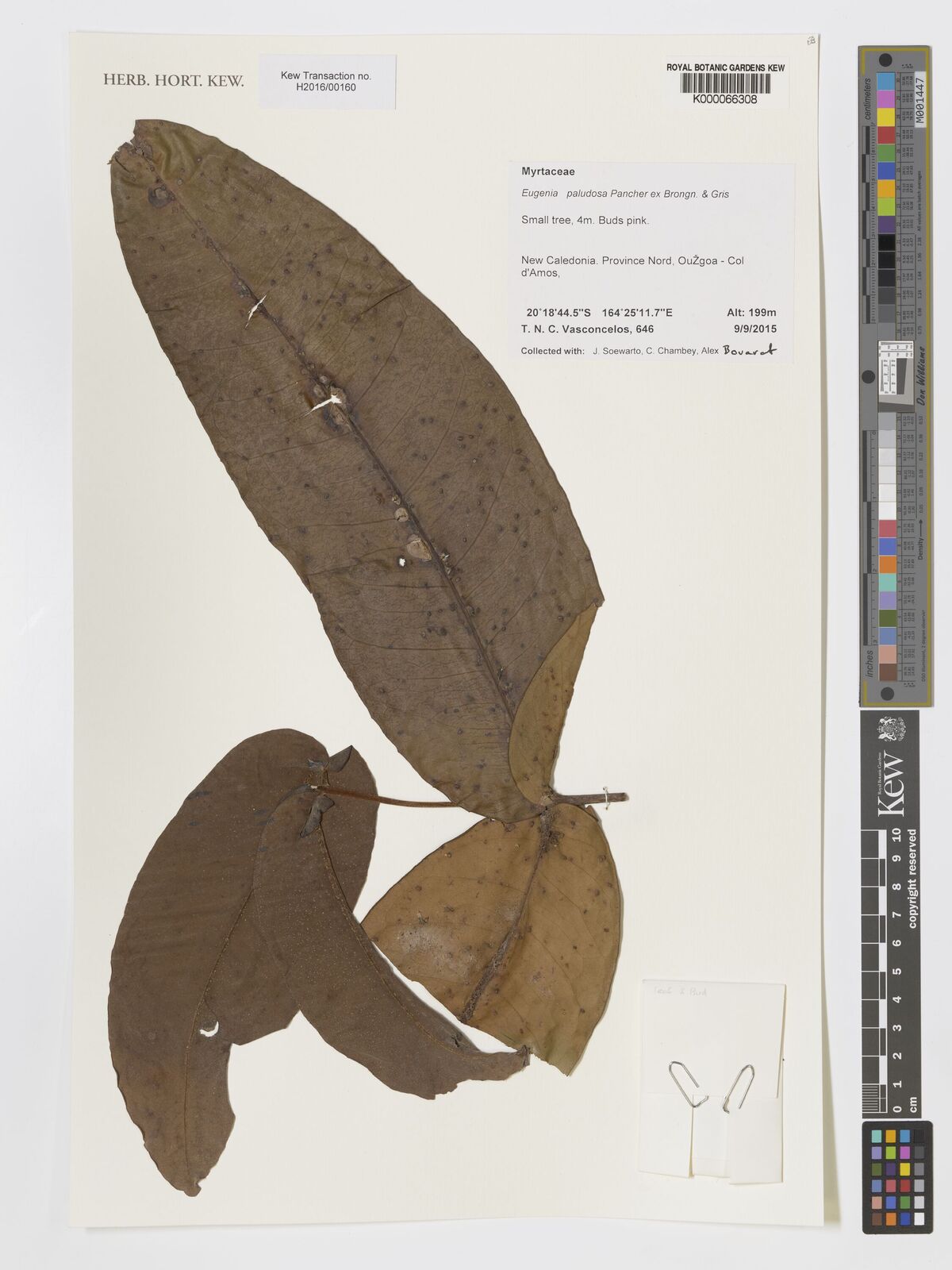 Eugenia paludosa