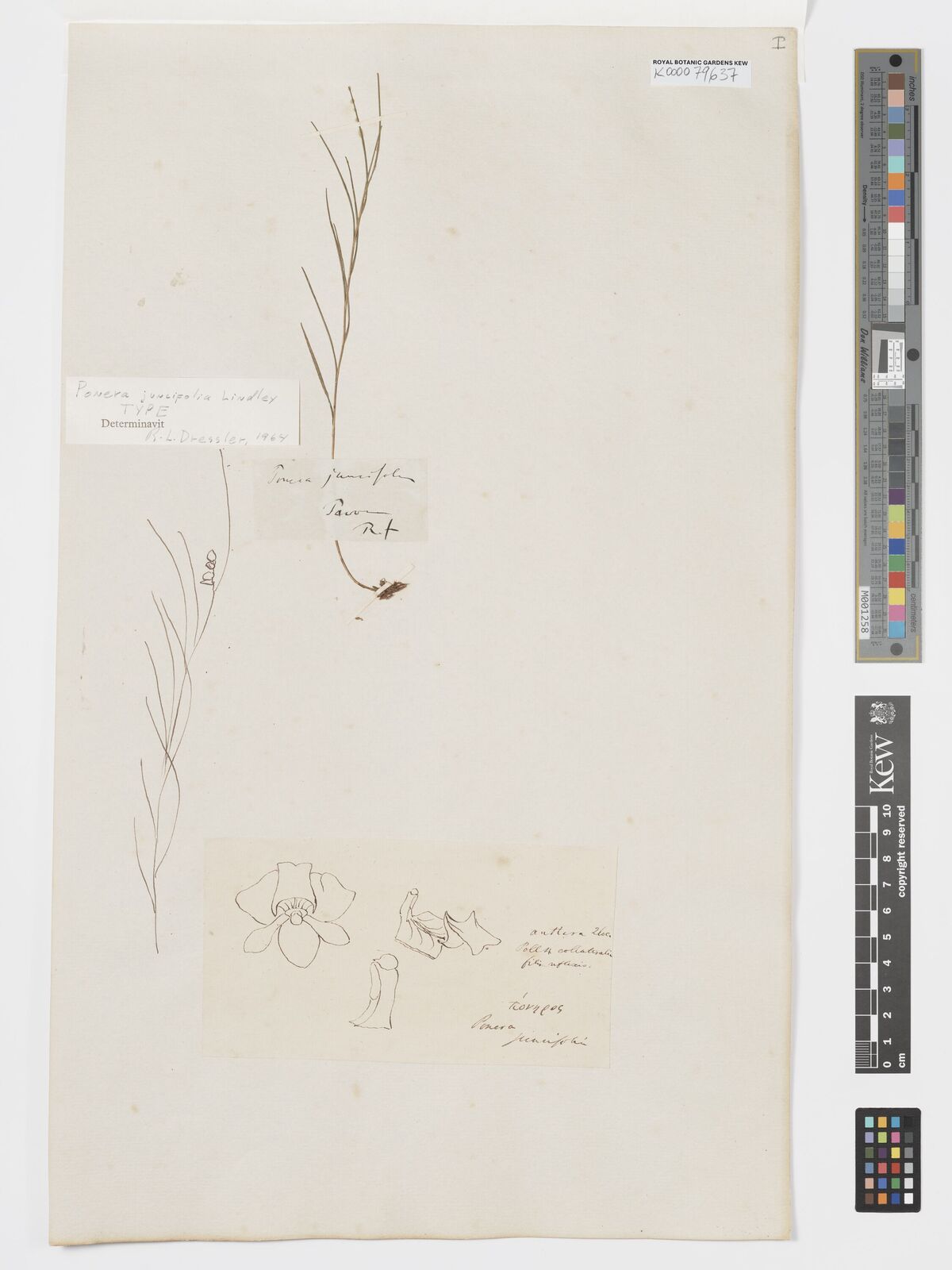 Kew Gardens K000079637:  Pavon, J.A. [s.n.] Mexico
