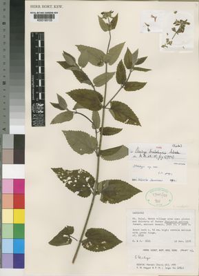 Kew Gardens K000193103:  Hepper, F.; Jaeger, P. [6821] Kenya