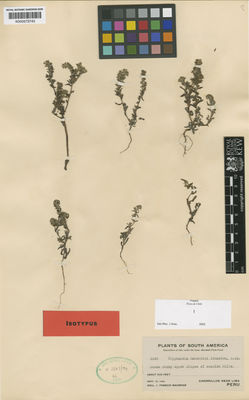 Kew Gardens K000573743:  Macbride, J.F. [5869] Peru