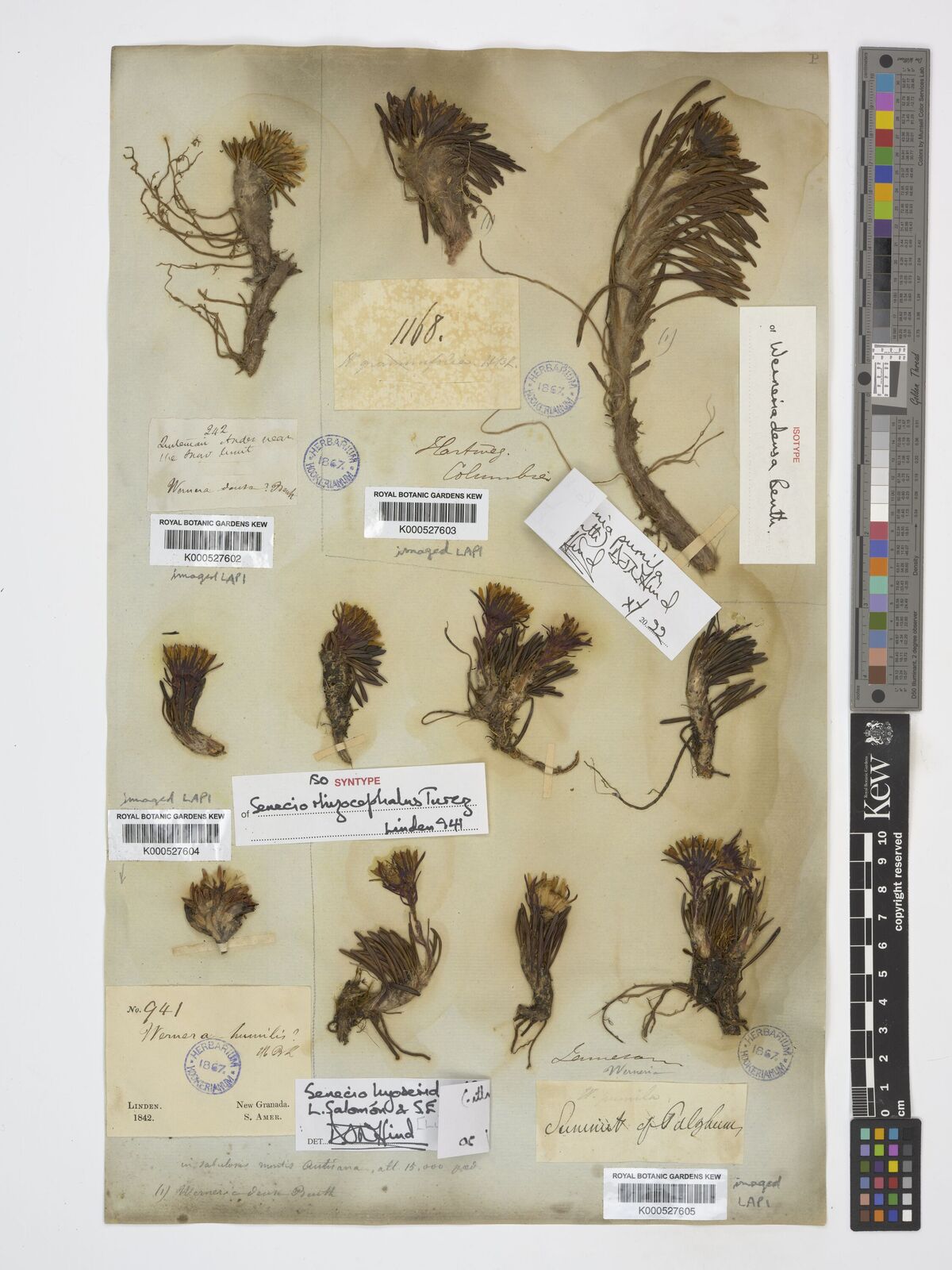 Kew Gardens K000527602:  s.coll. [242]