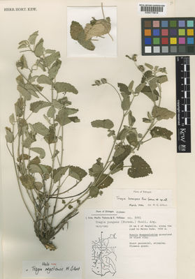 Kew Gardens K000779818:  Friis, I.; Tadesse, M.; Vollesen, K. [3085] Ethiopia