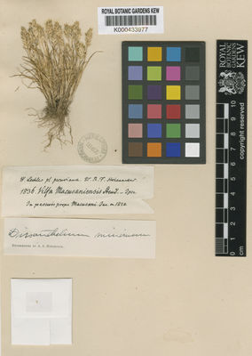 Kew Gardens K000433977:  Lechler, W. [1836?] Peru