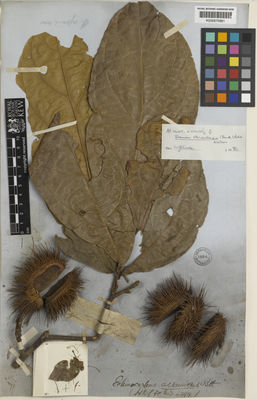 Kew Gardens K000675881:  Griffith [s.n.] India