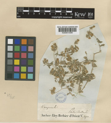 Kew Gardens K000814390:  Aucher- Eloy, P.M.R. [4900]