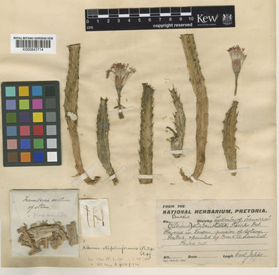 Kew Gardens K000843714:  s.coll. [s.n.]