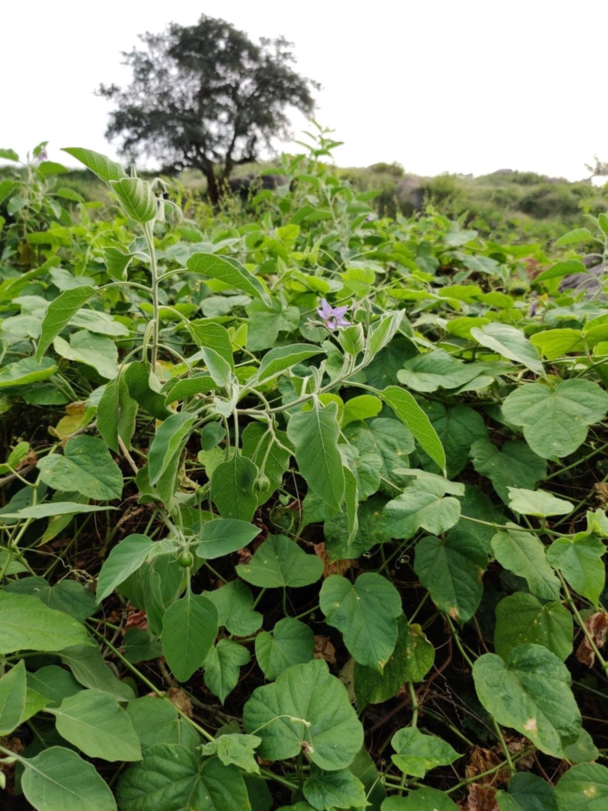 Solanum pubescens Willd. | Plants of the World Online | Kew Science