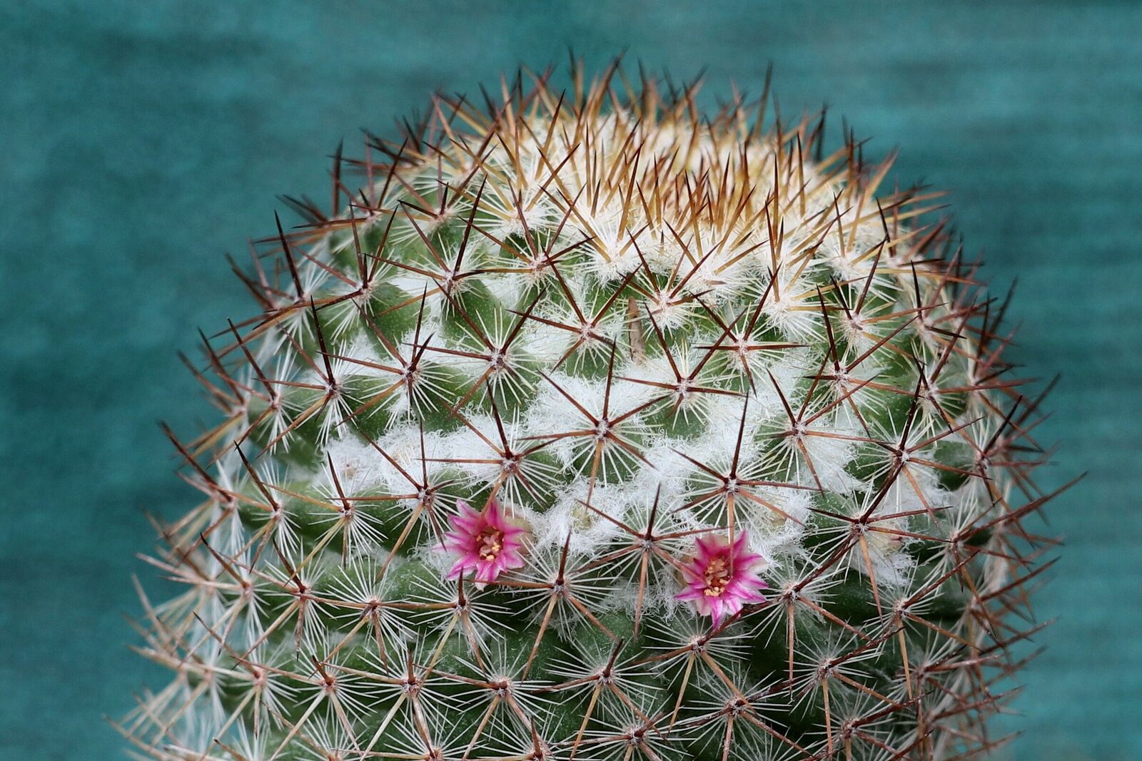 Mammillaria columbiana subsp. yucatanensis (Britton & Rose) D.R.Hunt |  Plants of the World Online | Kew Science